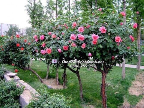 Cây hồng tree trồng sân vườn