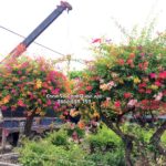 Cây hoa giấy nhiều màu trồng biệt thự – SalalaGreen
